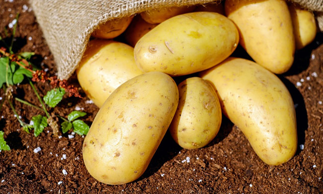 Бизнес-план картофеля