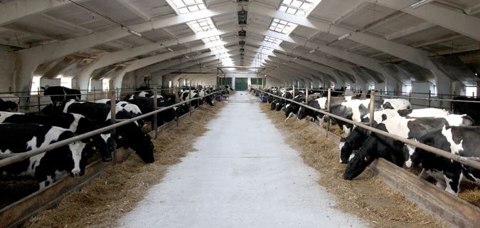 Бизнес-план молочной фермы
