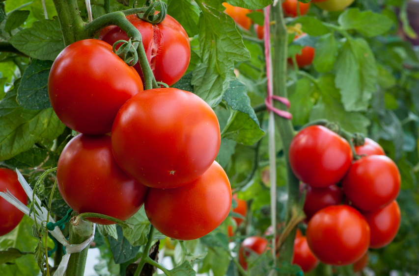 Бизнес-план помидоров в теплице