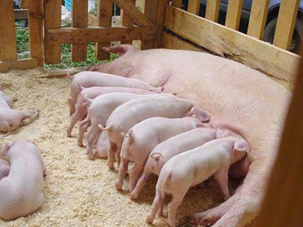Бизнес-план разведения свиней