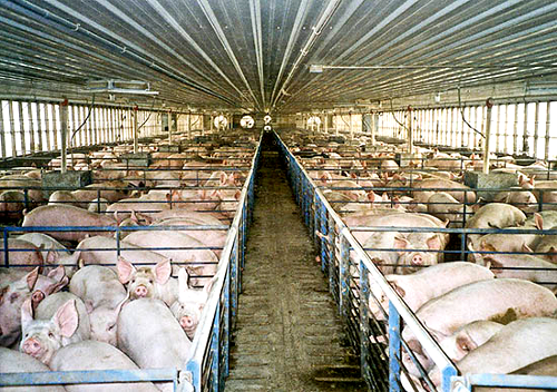 Бизнес-план свиноводства