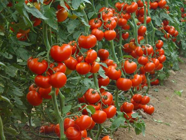 Бизнес-план выращивания томатов