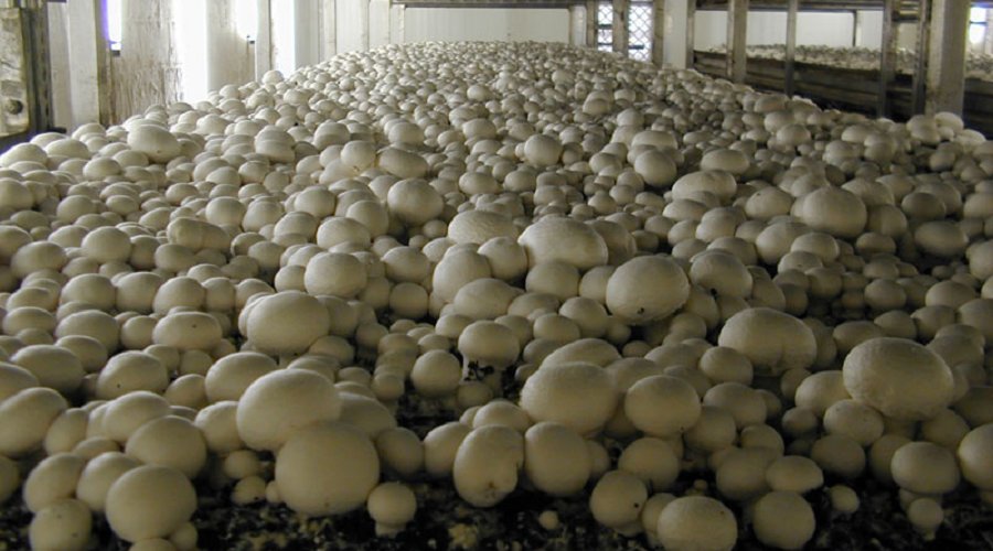 Бизнес-план выращивания грибов