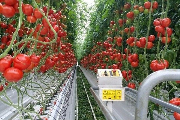 Бизнес-план по выращиванию овощей